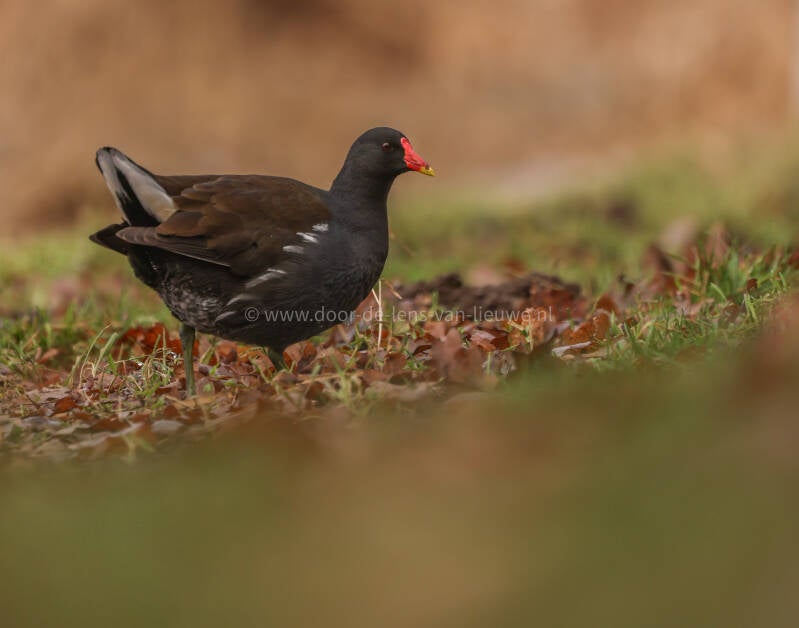 Waterhoen.