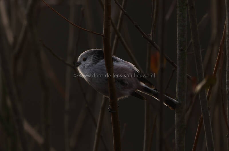 *Witkoppige staartmees