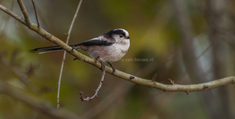 Staartmees in de zon.