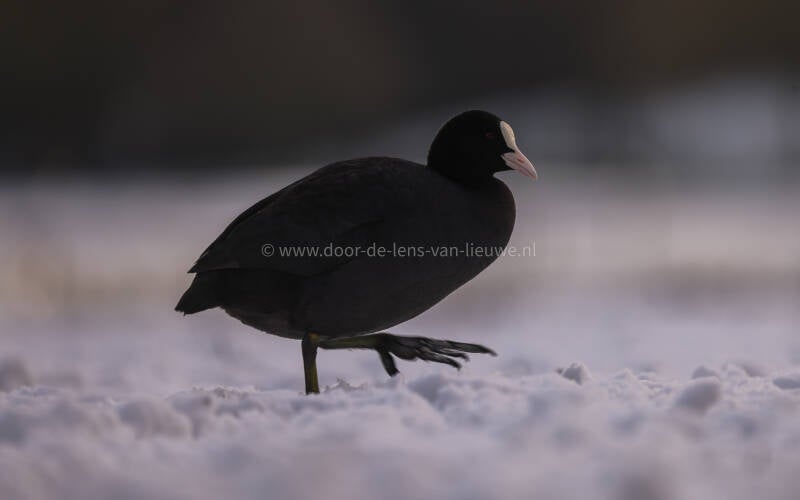 Meerkoet in de sneeuw.