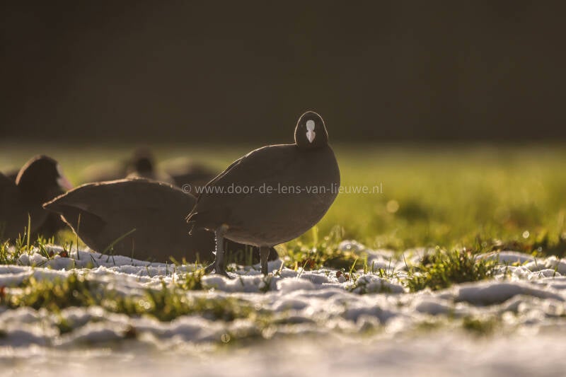 Meerkoet in de sneeuw met tegenlicht.
