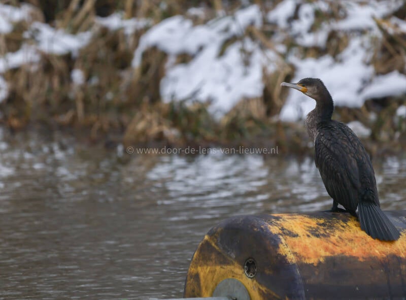 Aalscholver op een oude boei.  🌤 ❄️ 