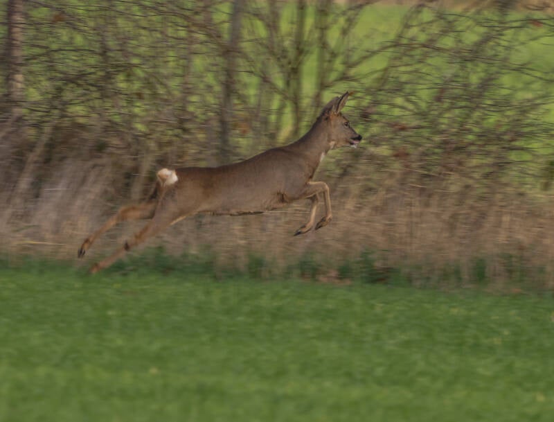 springend ree in dynamisch beeld