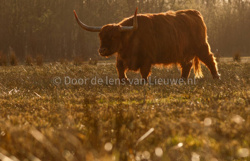 Schotse hooglander bokeh