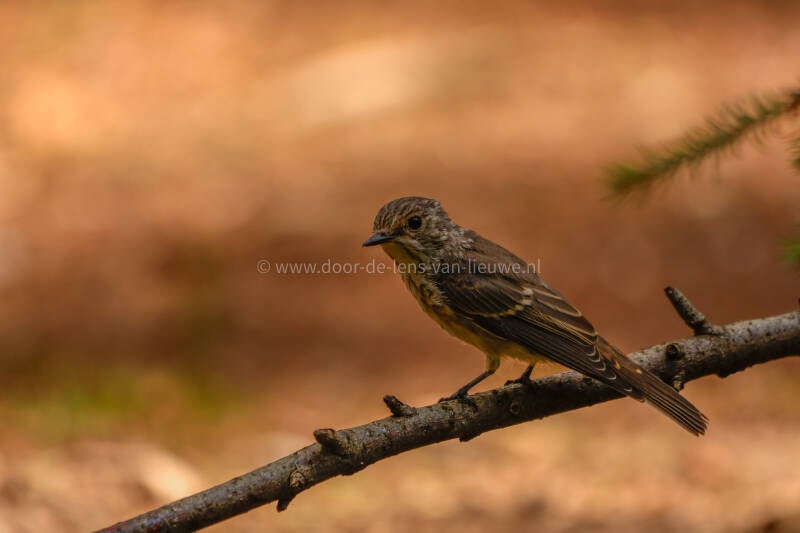 ** Grauwe vliegenvanger.