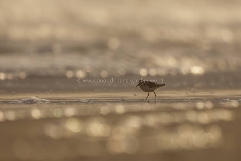 * Drieteenstrandloper in het tegenlicht.