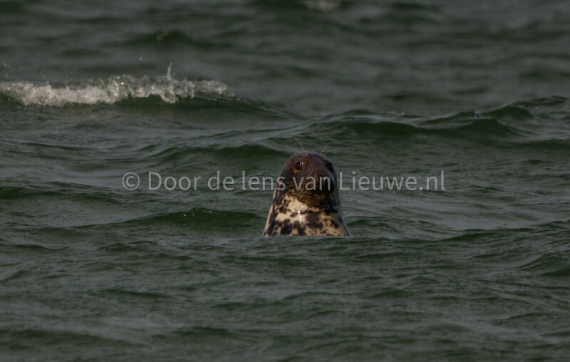 ** grijze zeehond in zee