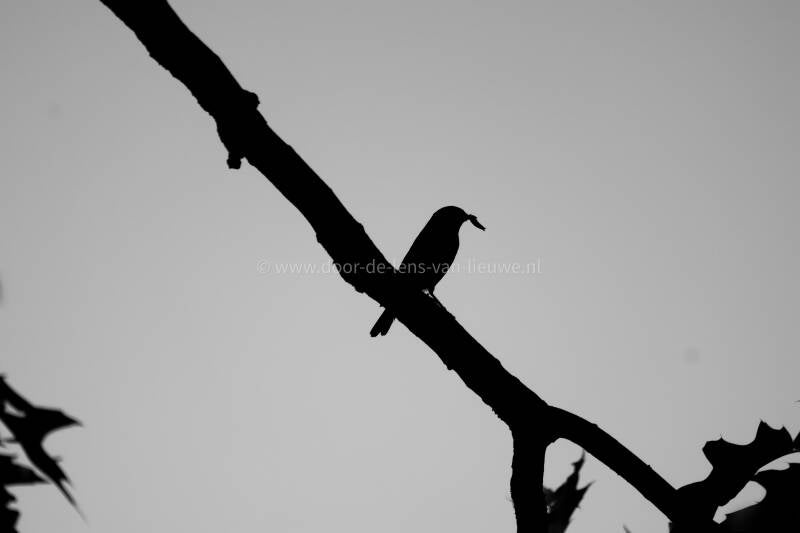 * Gekraagde roodstaart.