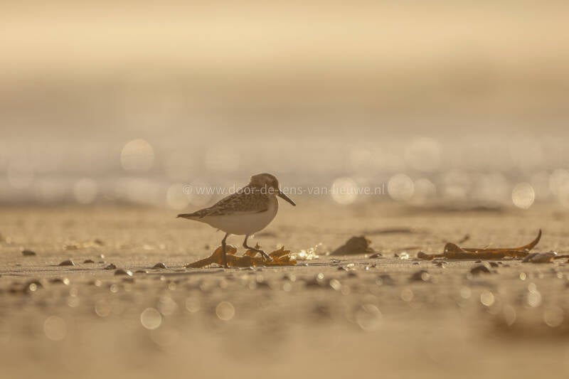 * Drieteenstrandloper in het tegenlicht.