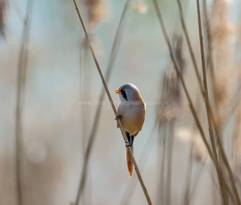 ** Roepende baardman.