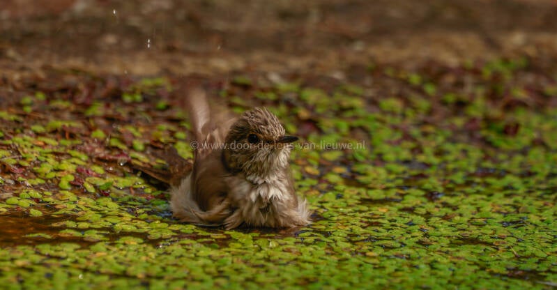 ** Grauwe vliegenvanger.