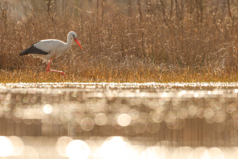 Ooievaar in het tegenlicht.
