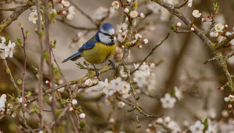 Pimpelmees in bloeiende bloesem.