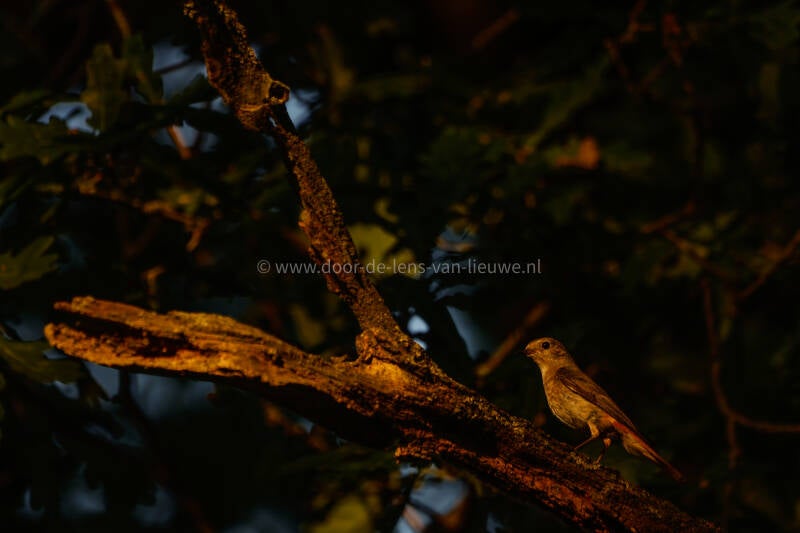 *Gekraagde roodstaart vrouw in het laatste avondlicht.
