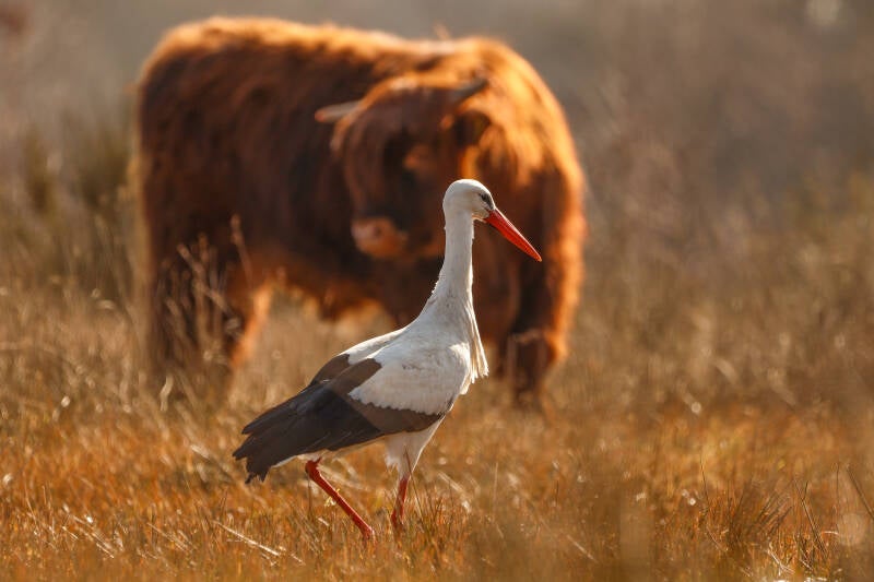 Ooievaar met Schotse hooglander.