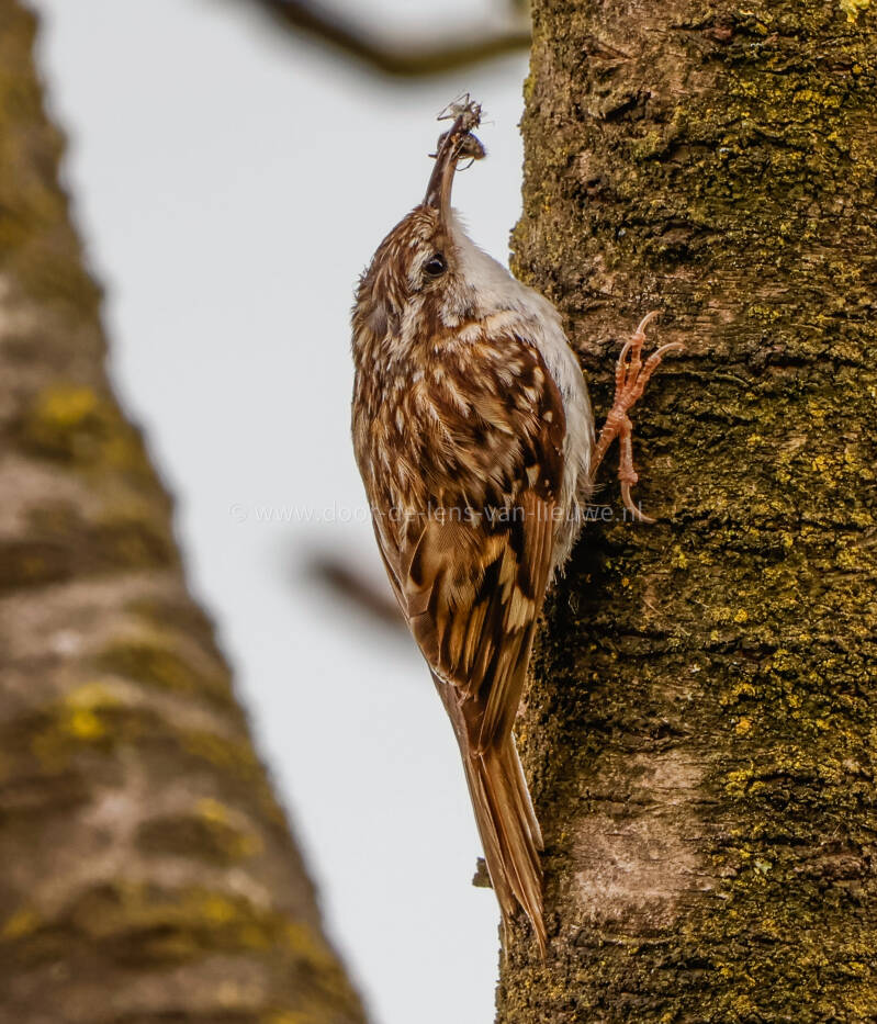 Boomkruiper met insecten.