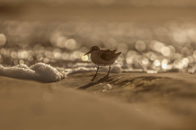 * drieteenstrandloper in het tegenlicht.