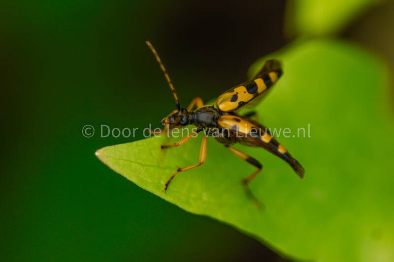 ** gevlekte smalboktor