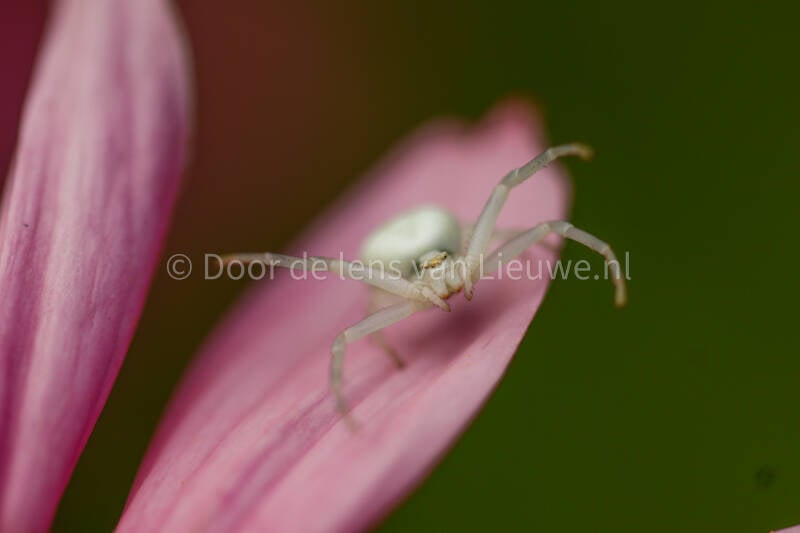 ** Gewone kameleonspin in actie 