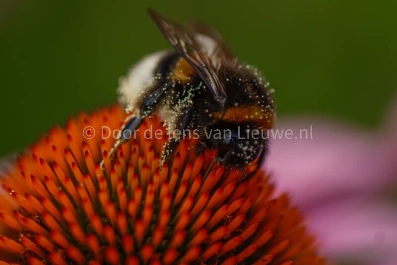 ** grote koekoekshommel met stuifmeel 