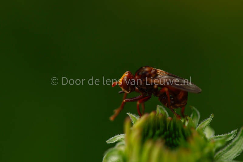 ** roestbruine kromlijf 