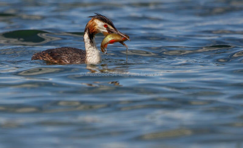 Fuut met kleine zeelt.