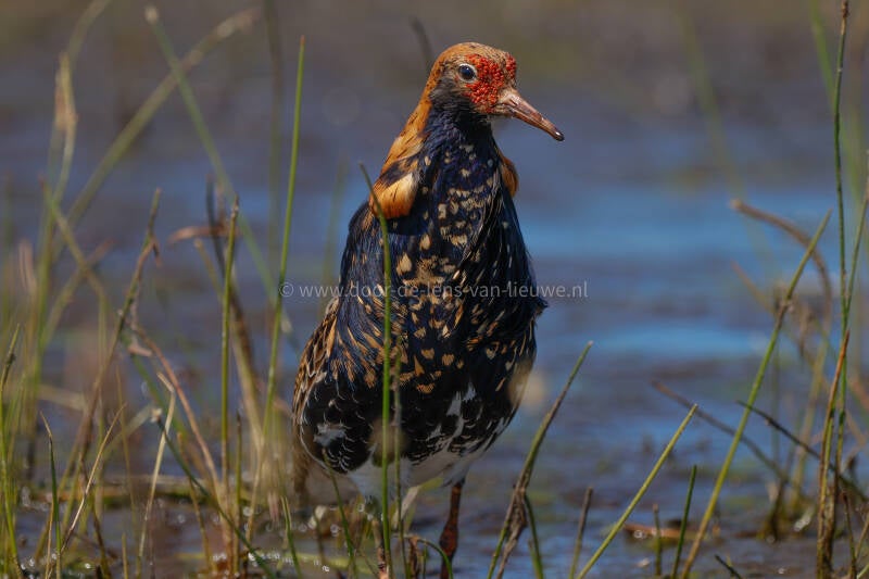 *** Kemphaan man loopt mijn lens in.