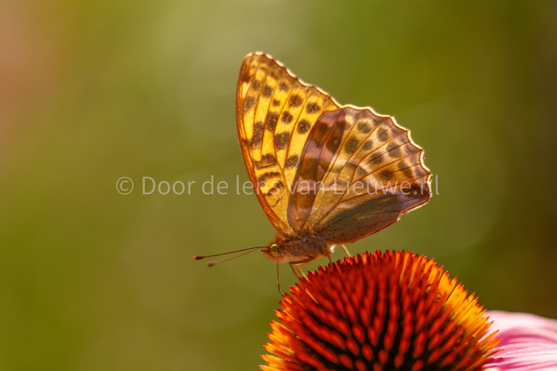 Keizersmantel in tegenlicht.