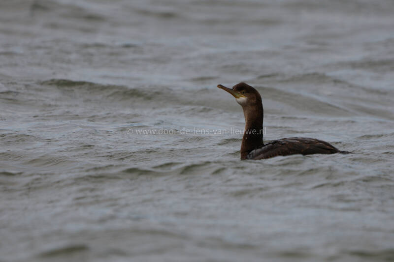 *** Kuifaalscholver.