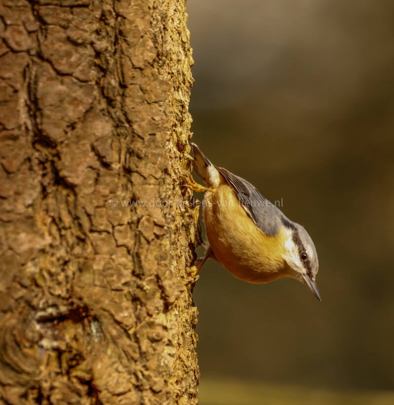 Boomklever in het zonlicht.