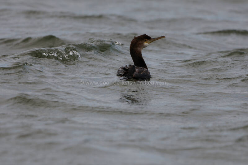 *** kuifaalscholver in zee.