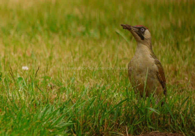 Groene specht vrouw aan het foerageren.