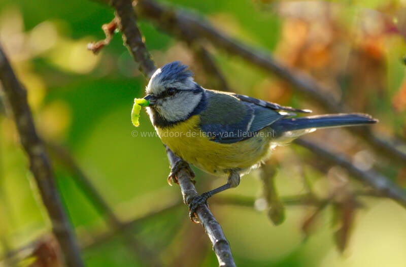 Pimpelmees met rups.