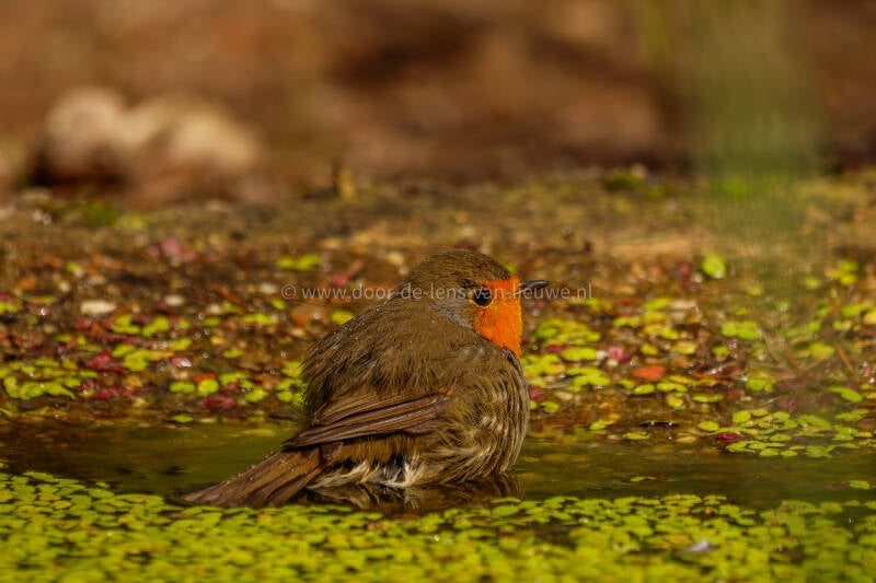 badderende roodborst