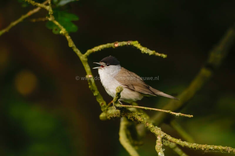 Zingende mannelijke zwartkop.