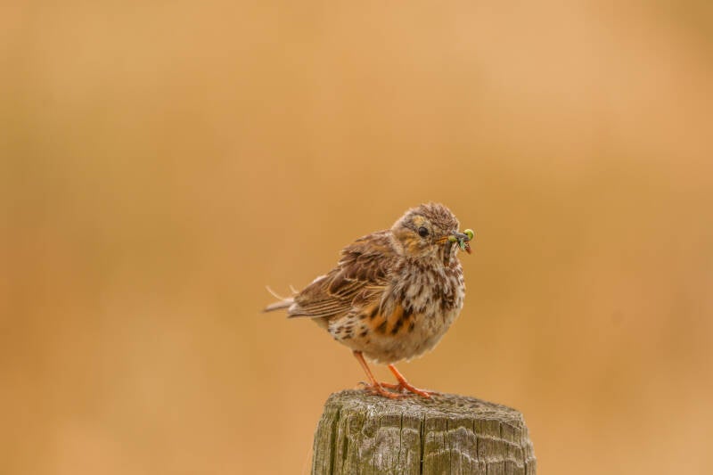 * Graspieper met insecten.