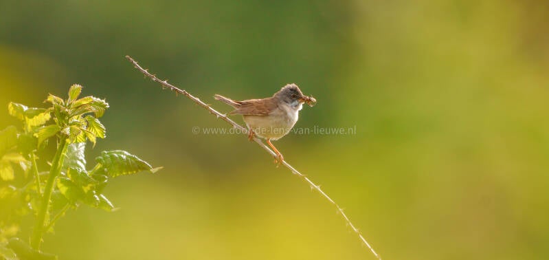 *grasmus met insecten.