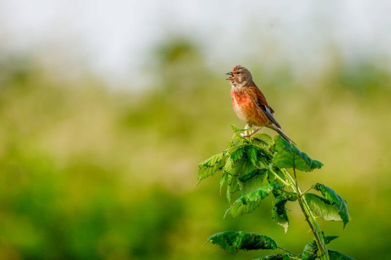 * Zingende kneu man.