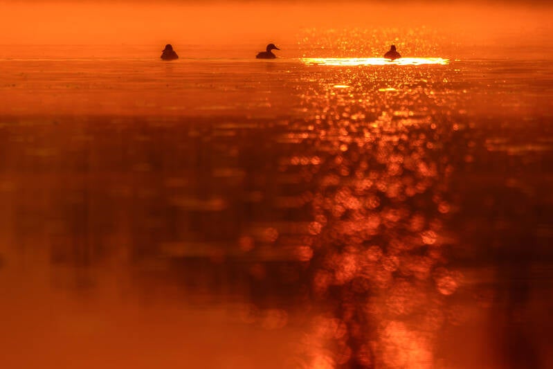 Wilde eenden in het tegenlicht.