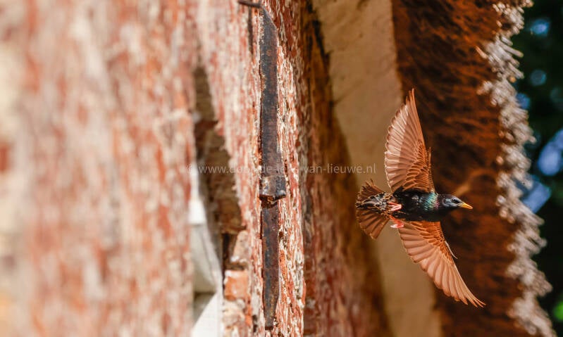 Spreeuw vliegt weg van nest.
