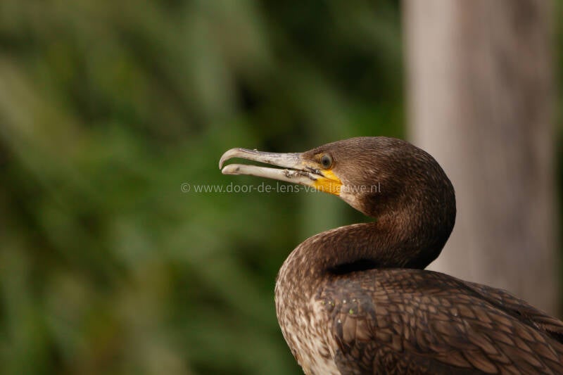 Aalscholver portret.