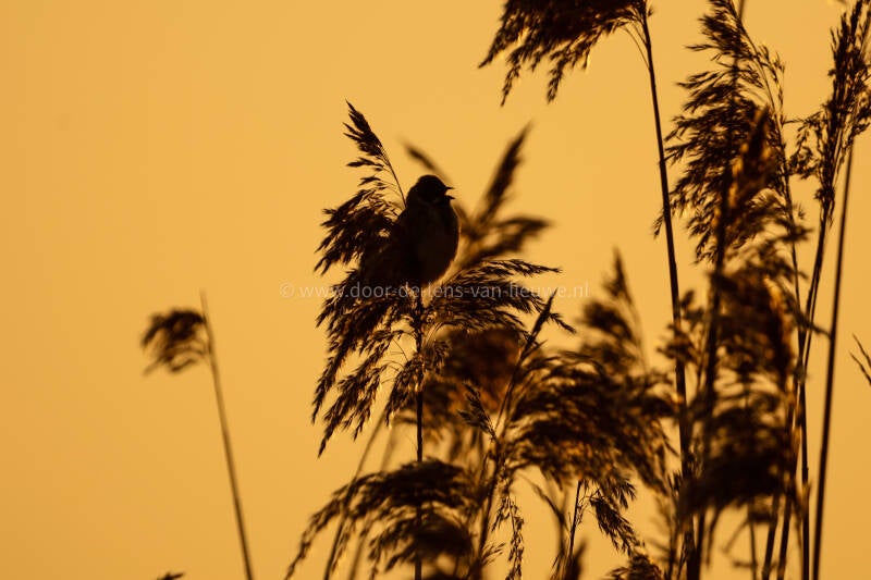 *zingende rietgors in ochtendlicht.