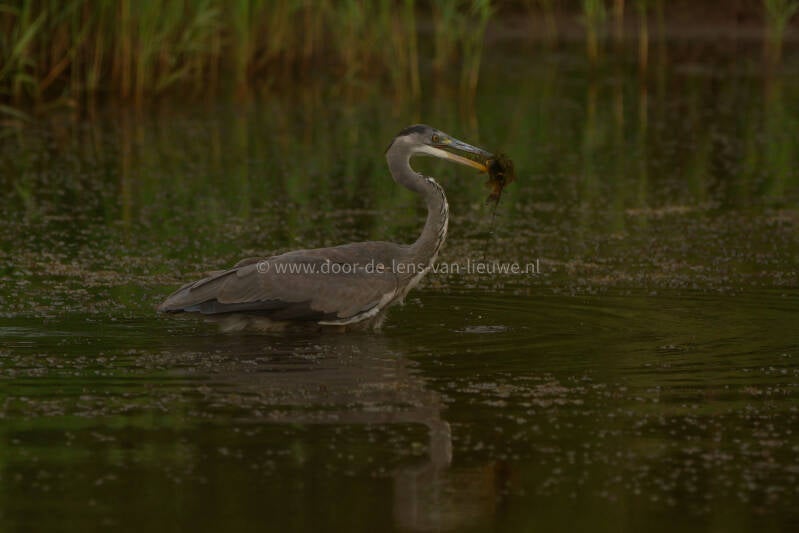Blauwe reiger met kleine karper.