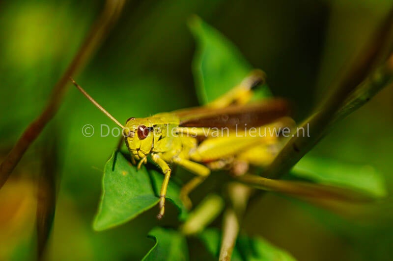 moerassprinkhaan
