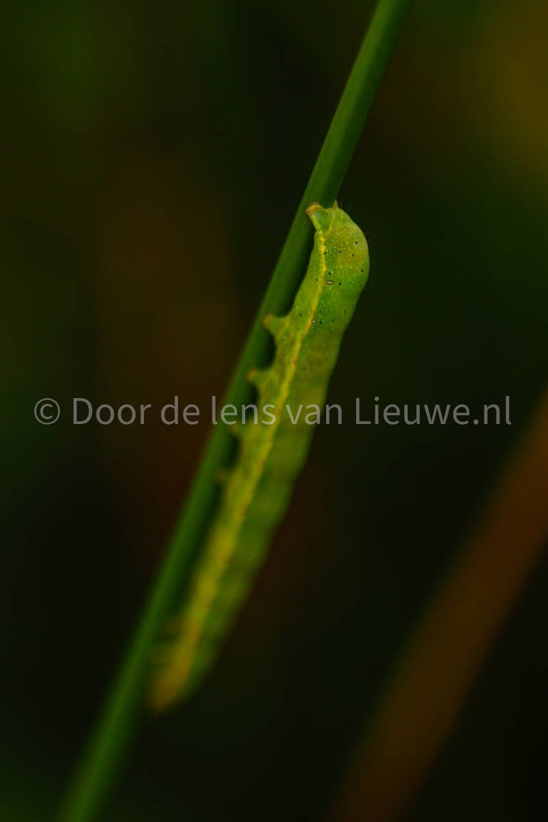 rups van de agaatvlinder