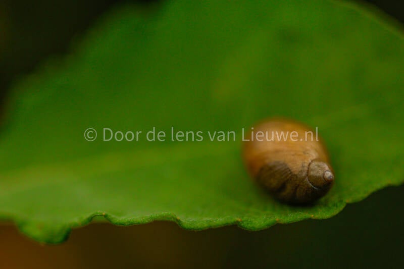 gewone barnsteenslak 