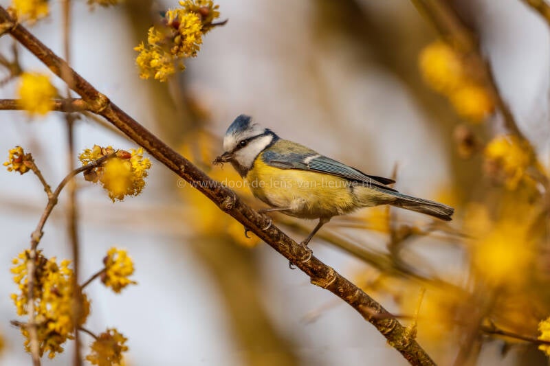 Pimpelmees met spin.