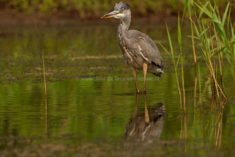 Blauwe reiger met opgezette kuif.