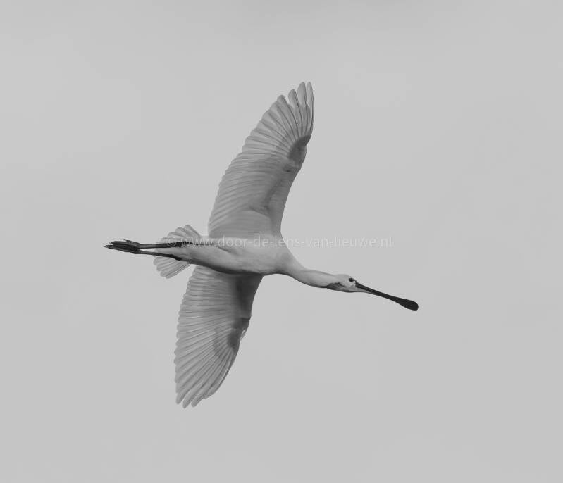 * Vliegende lepelaar zwart-wit.