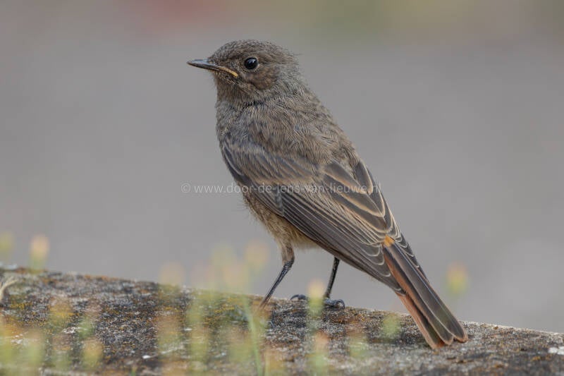 ** juveniele zwarte roodstaart.